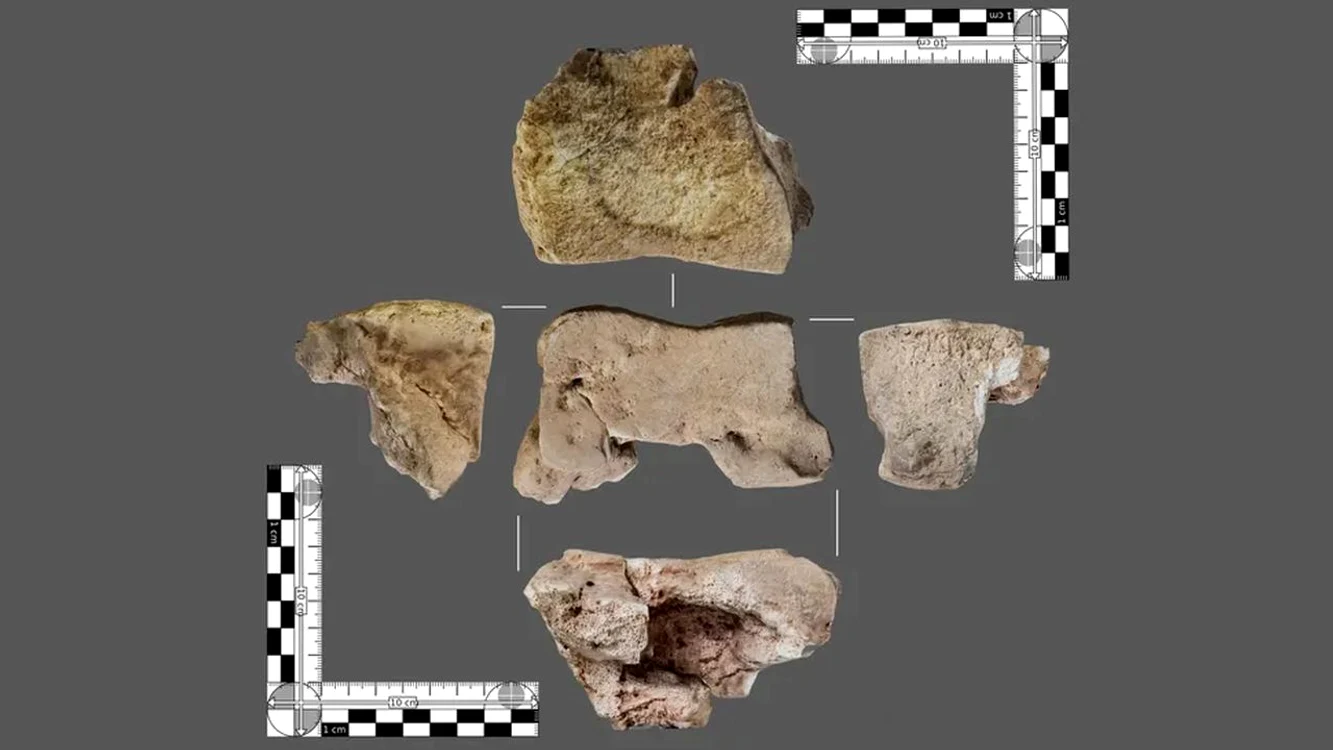 Osul de elefant descoperit în Spania (© Agustín López și Rafael Martínez)