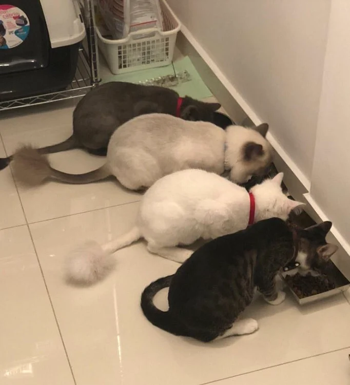 Oana Zăvoranu mai are trei din cele patru pisici de care avea grijă