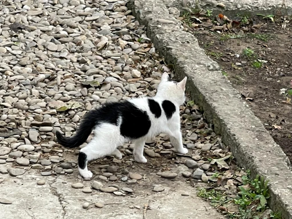 Poliţia Animalelor