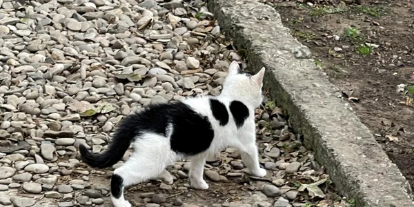 BUZAU