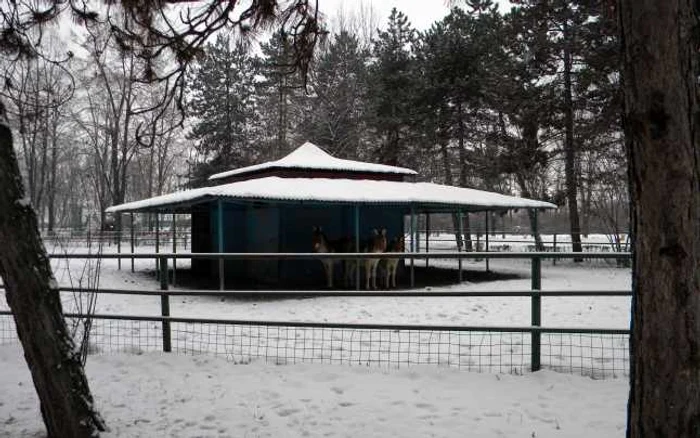 Zoo Bucov şi-a mărit numărul de „locatari“. FOTO arhivă Adevărul Ploieşti