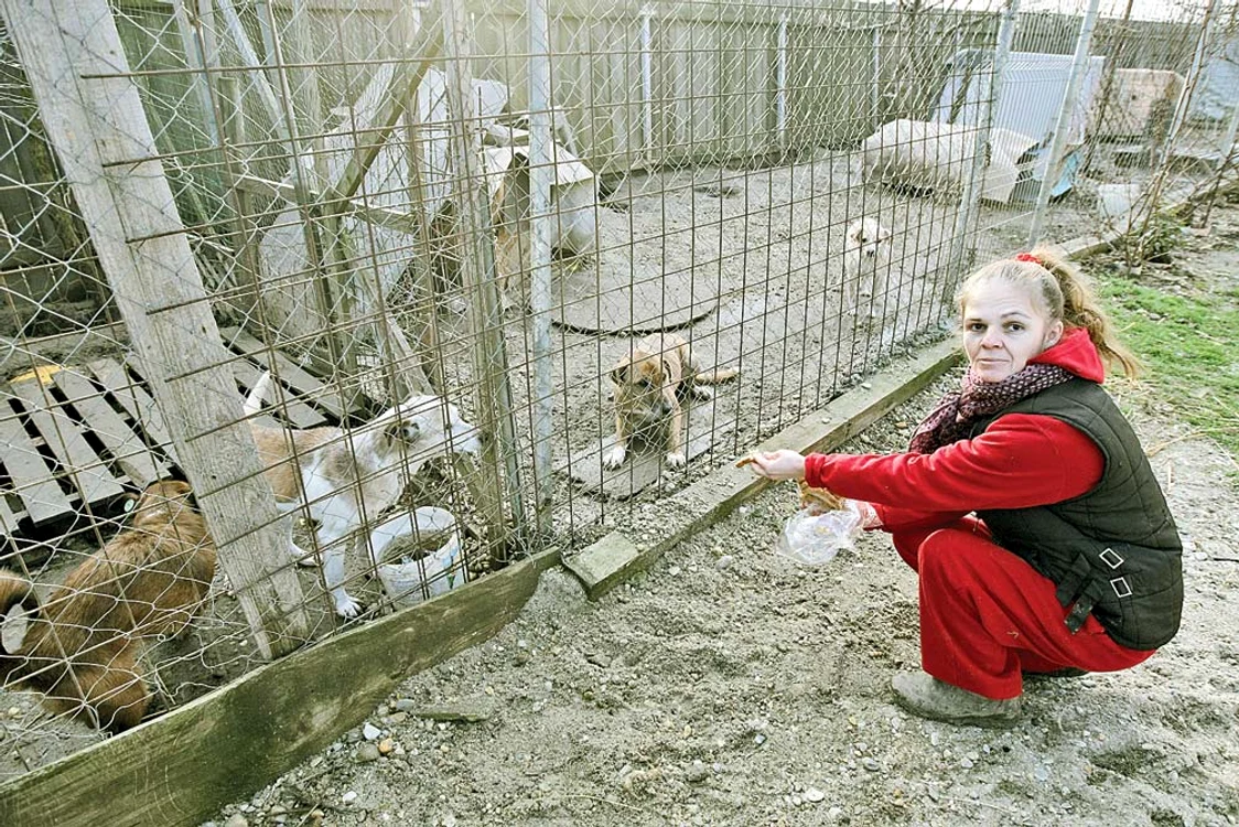 Mariana Honceriu se ocupă de socializarea căţeilor
