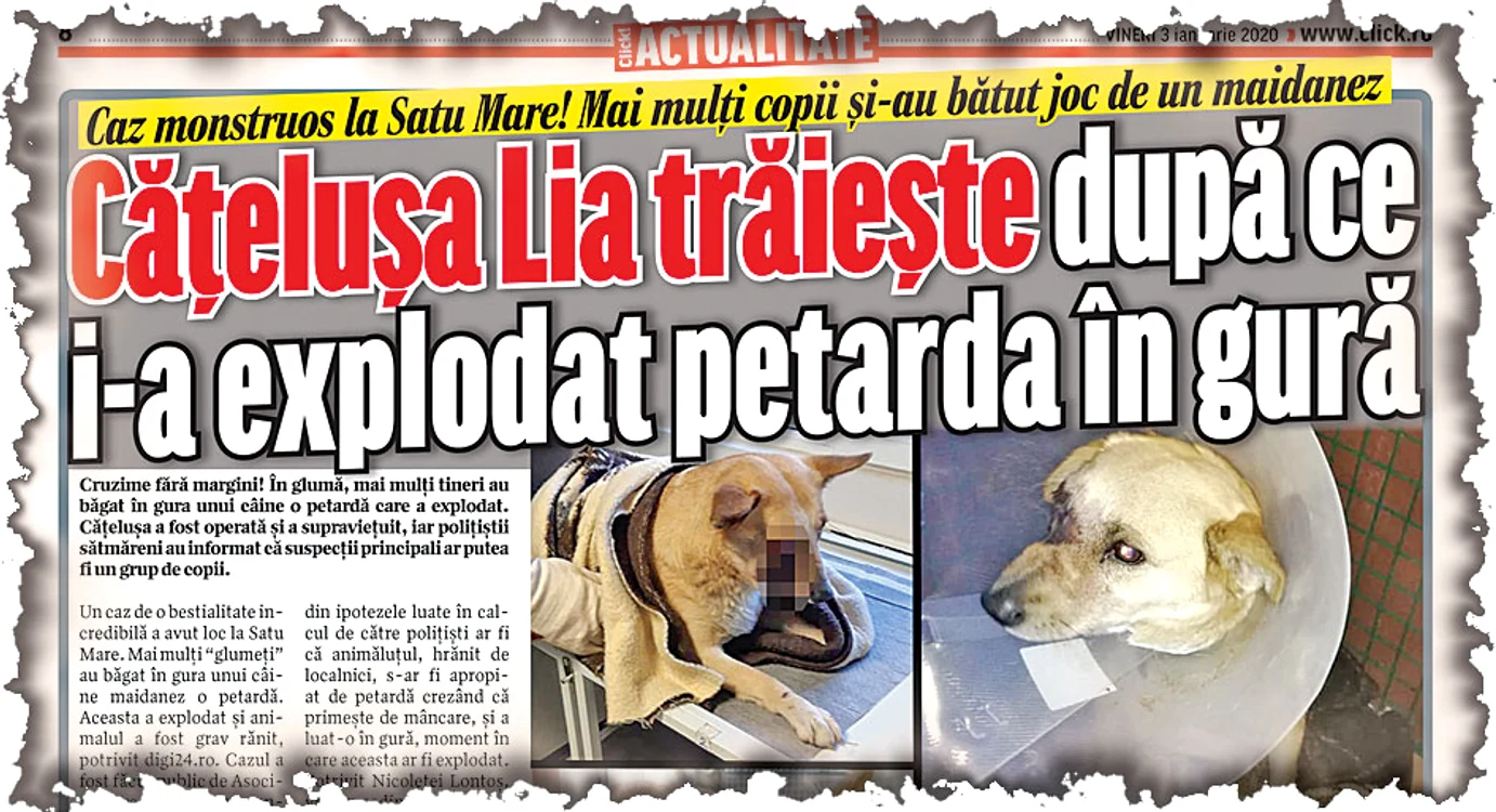 
    20 ianuarie- Căţeluşa  se recuperează  după ce a rămas fără un ochi   