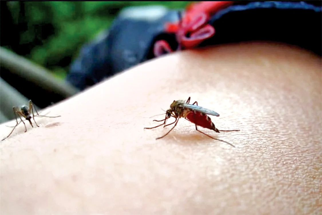 Condițiile care favorizează răspândirea virusului West Nile