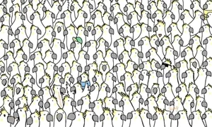 hidden doves picture puzzle jpg