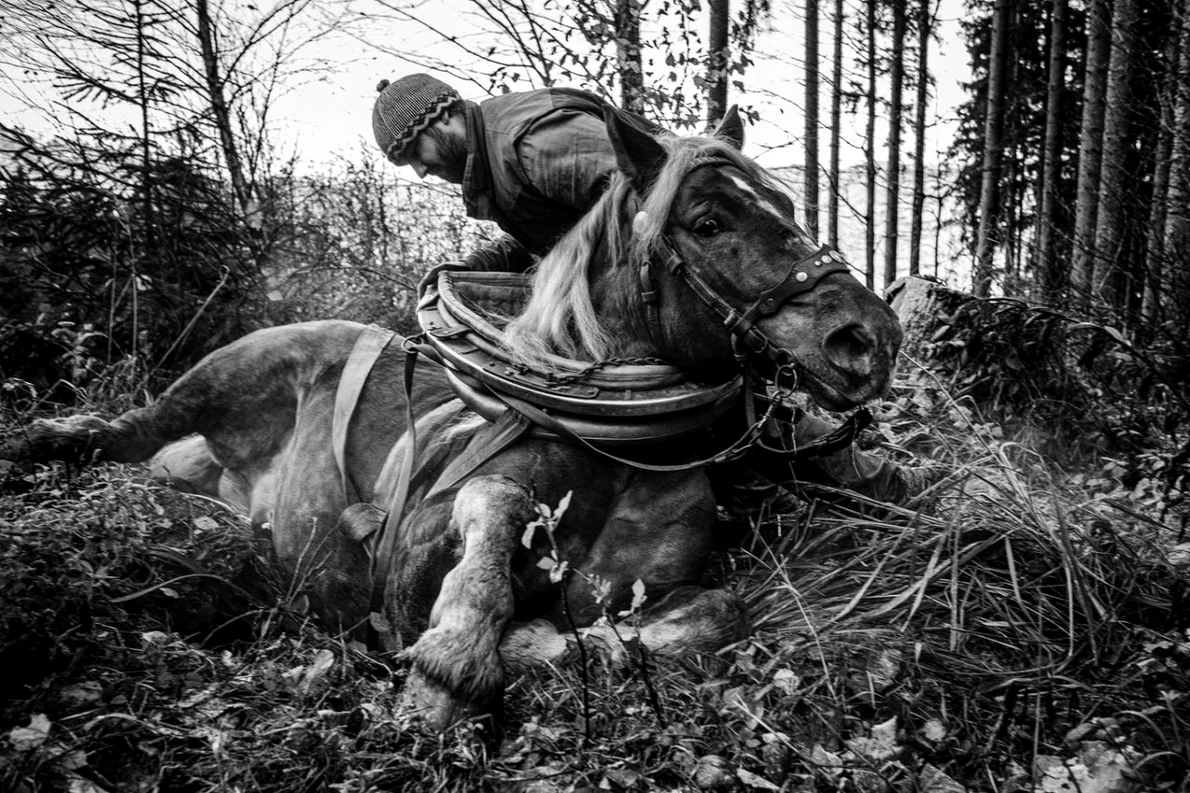 Vernisajul expoziției de fotografie documentară „Despre oamenii și caii din Valahia Moravă”