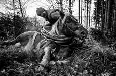 Vernisajul expoziției de fotografie documentară „Despre oamenii și caii din Valahia Moravă”