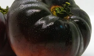 rosii negre jpg