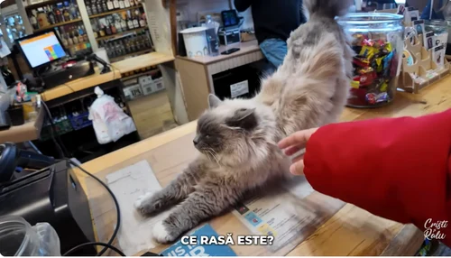 Aurora, pisica primar din Alaska (foto: Cristi și Ralu)