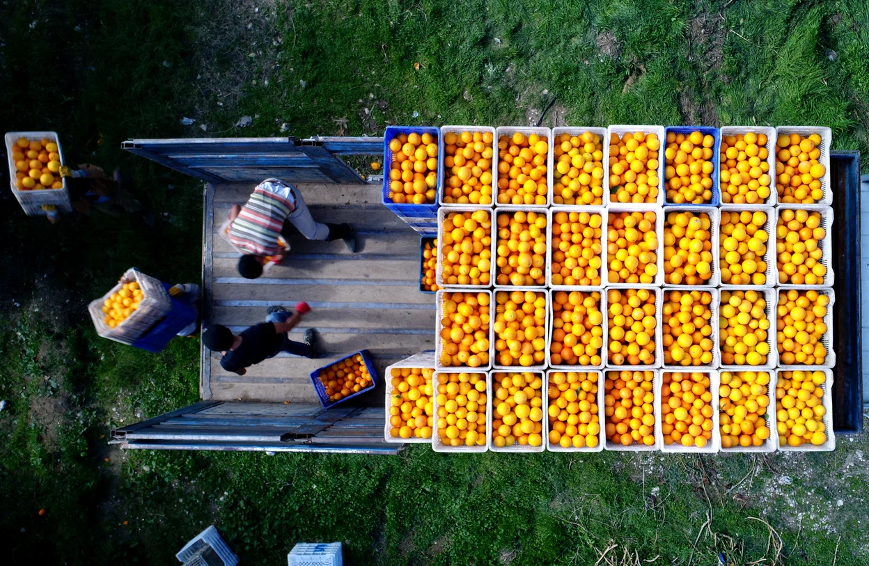 Bananele, merele și portocalele sunt cele mai vândute fructe din România