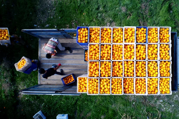 Bananele, merele și portocalele sunt cele mai vândute fructe din România