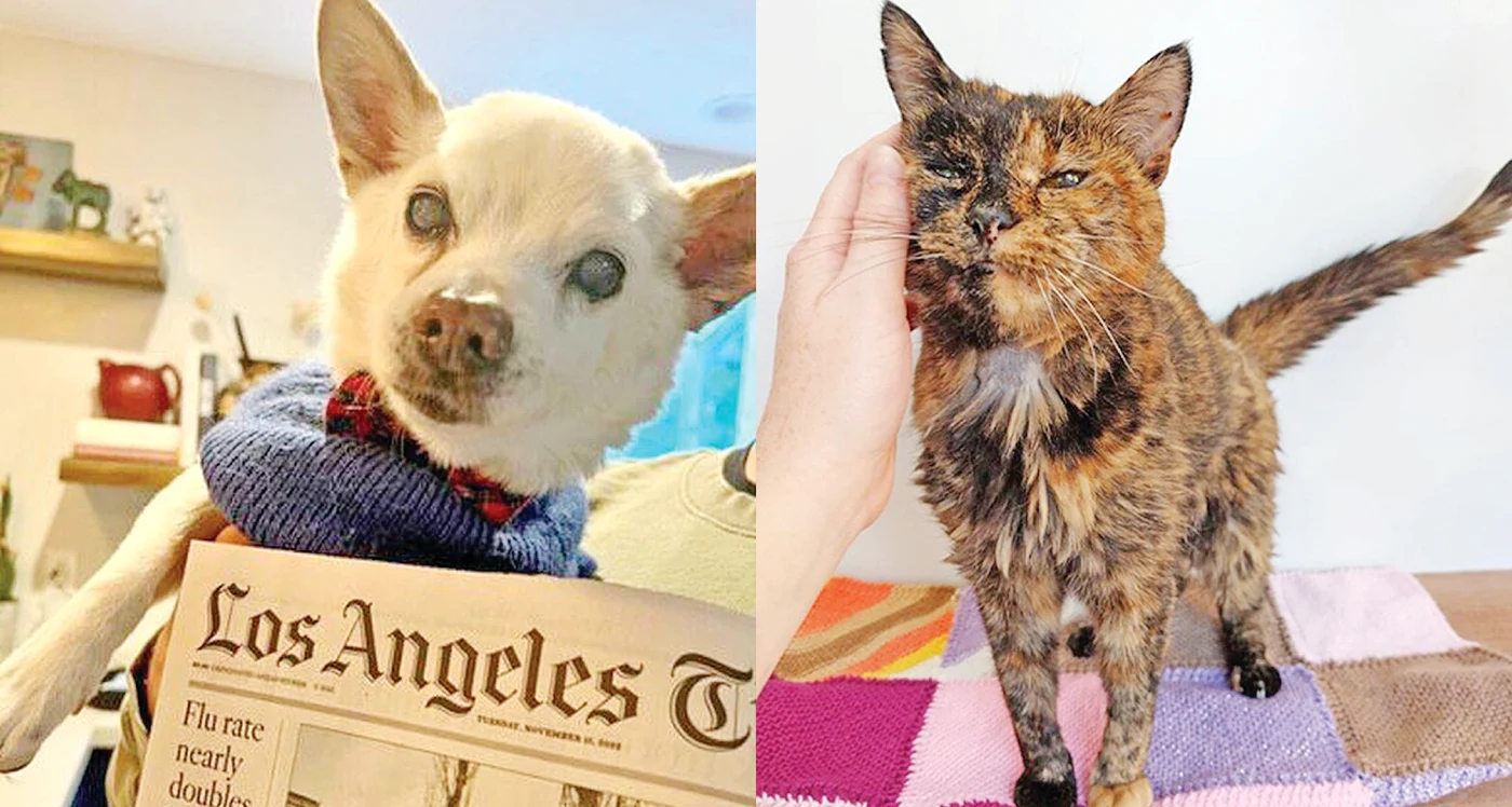 Gino (22 de ani) e un căţeluş de16 kg, iar Flossie (26 de ani) e oarbă, dar duce o viaţă fericită