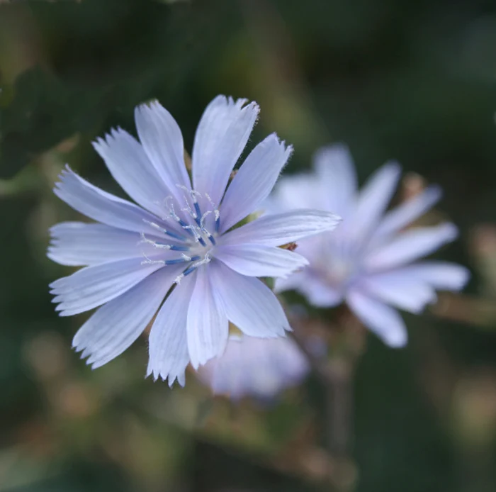 Rădăcina de cicoare sub formă de decoct este utilă în dieta de slăbit.www.clicksanatate.ro