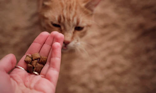 mancare pisici 1   doctorulgradinii ro png