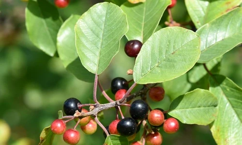 1 shutterstock 706966948 1 jpg jpeg