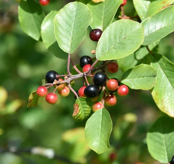 1 shutterstock 706966948 1 jpg jpeg