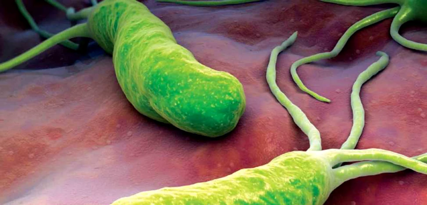 helicobacter pylori