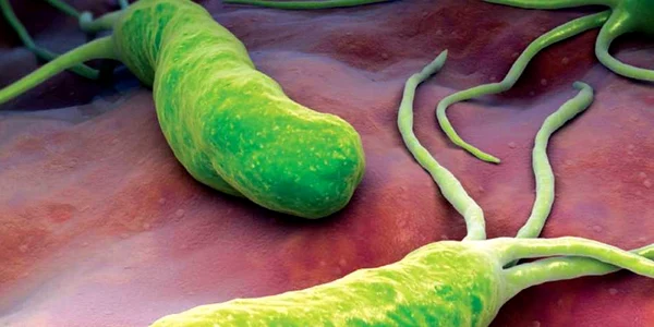 helicobacter pylori