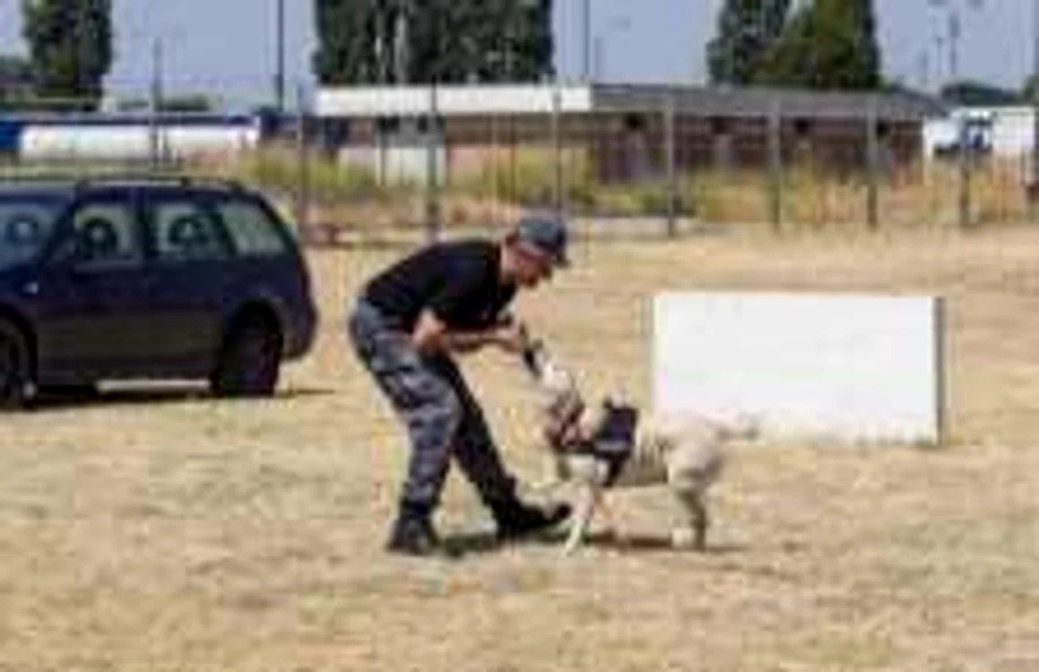 Câinele „reţinut“ este un labrador folosit pentru detectarea substanţelor interzise Sursa: Jurnalonline.info