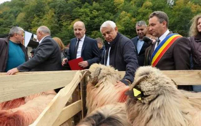 Caravana „Alege oaia“ continuă să fie mai mult o acţiune mediatică FOTO: www.click.ro