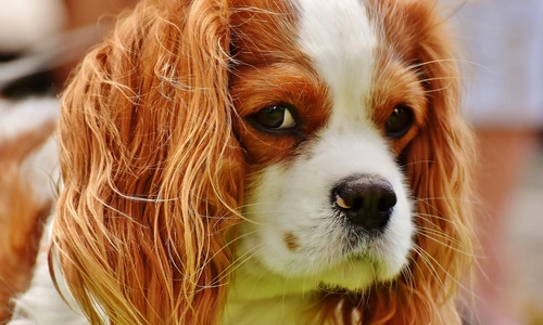 1 white dog animal cute pet fur 539746 pxhere com jpg jpeg