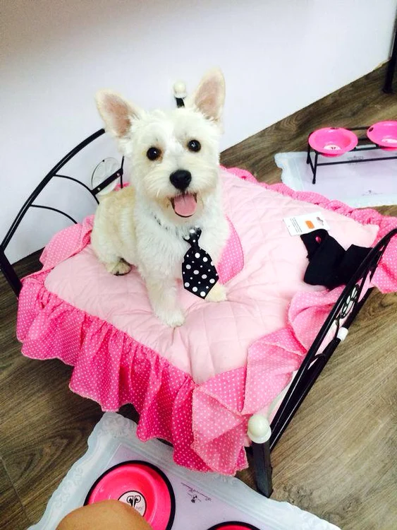 Bruneta, aflată în vacanţă în Egipt, îi roagă pe hoţi să-i aducă înapoi animalul de companie