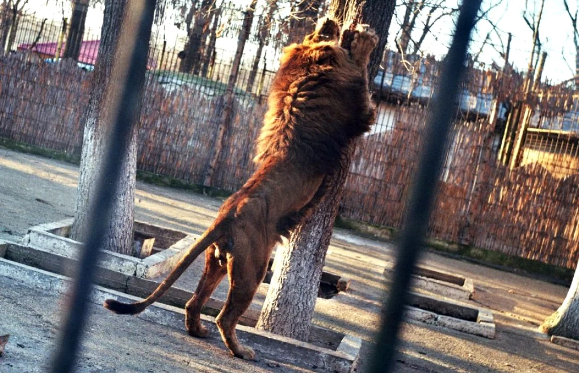 Elevilor li se predă, la faţa locului, o lecţie despre lei   FOTO Florentin Coman