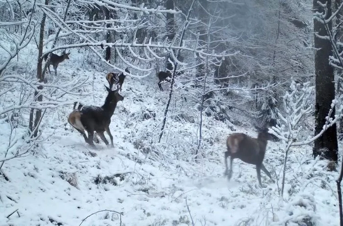 Foto: captura video Parcul Natural Apuseni