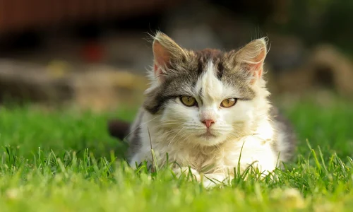 katerinavulcova cat 9125207 1280 jpg