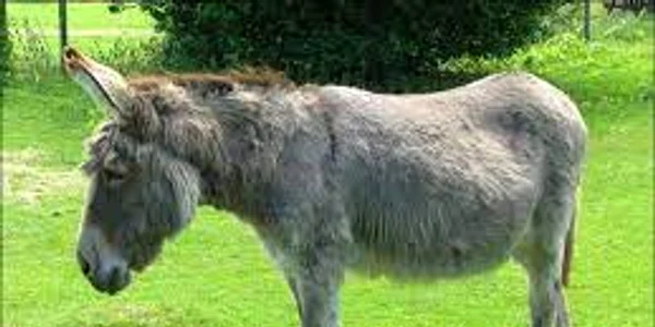 magar jfif
