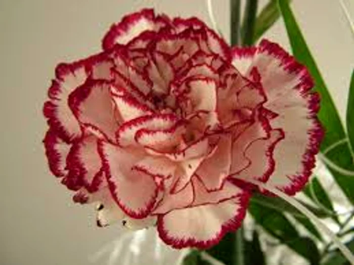 Dacă primești cadou o garoafă însemnă că vei merge la o petrecere Sursa foto: Arhiva Click