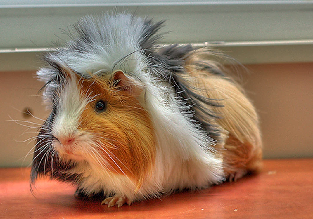 
    Click! îţi arată care sunt cele mai mici animale de companieFoto: fanvet.ro  