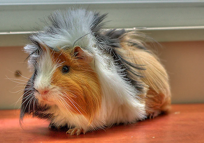 
    Click! îţi arată care sunt cele mai mici animale de companieFoto: fanvet.ro  