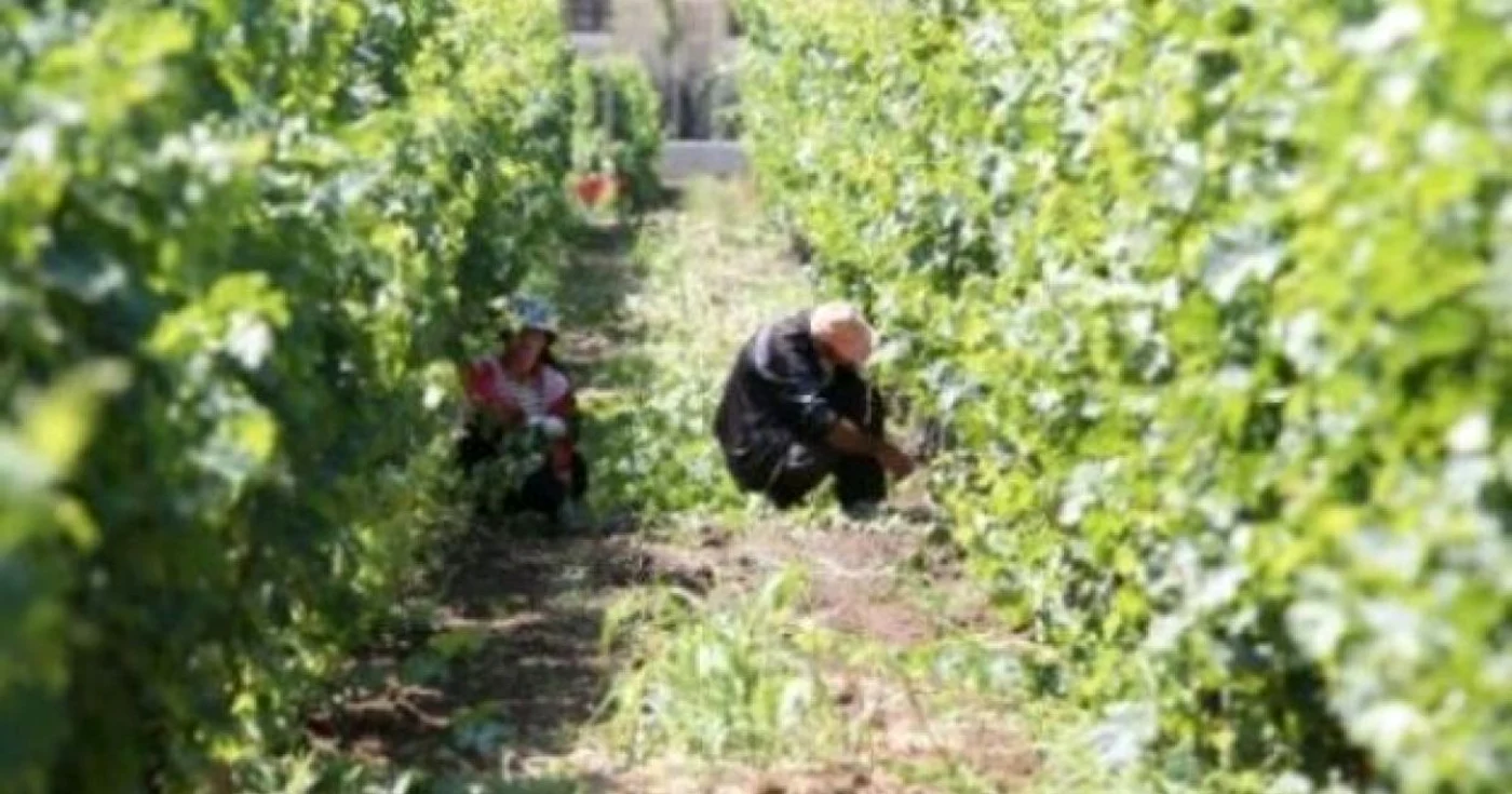 Fonduri europene în agricultură. Viticultura a cheltuit toţi banii