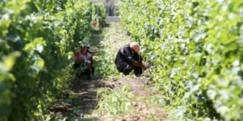 Viticultorii din Segarcea au declarat că producţia de struguri anul acesta a fost compromisă din cauza ploilor 