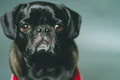pug 3894779 1280 jpg
