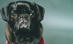 pug 3894779 1280 jpg