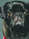 pug 3894779 1280 jpg