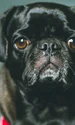 pug 3894779 1280 jpg