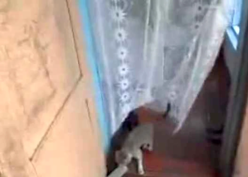 Pisică bagaboantă