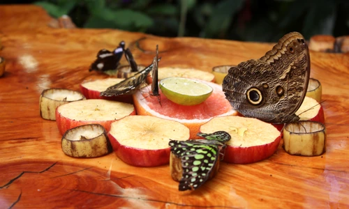 2 emiko peterson yoon dvmq5hoglco unsplash jpg jpeg