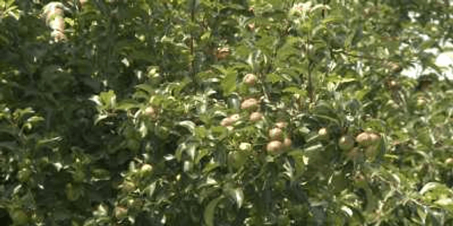 Rusia a interzis importul de fructe şi legume moldoveneşti din 21 august. FOTO: Adevărul