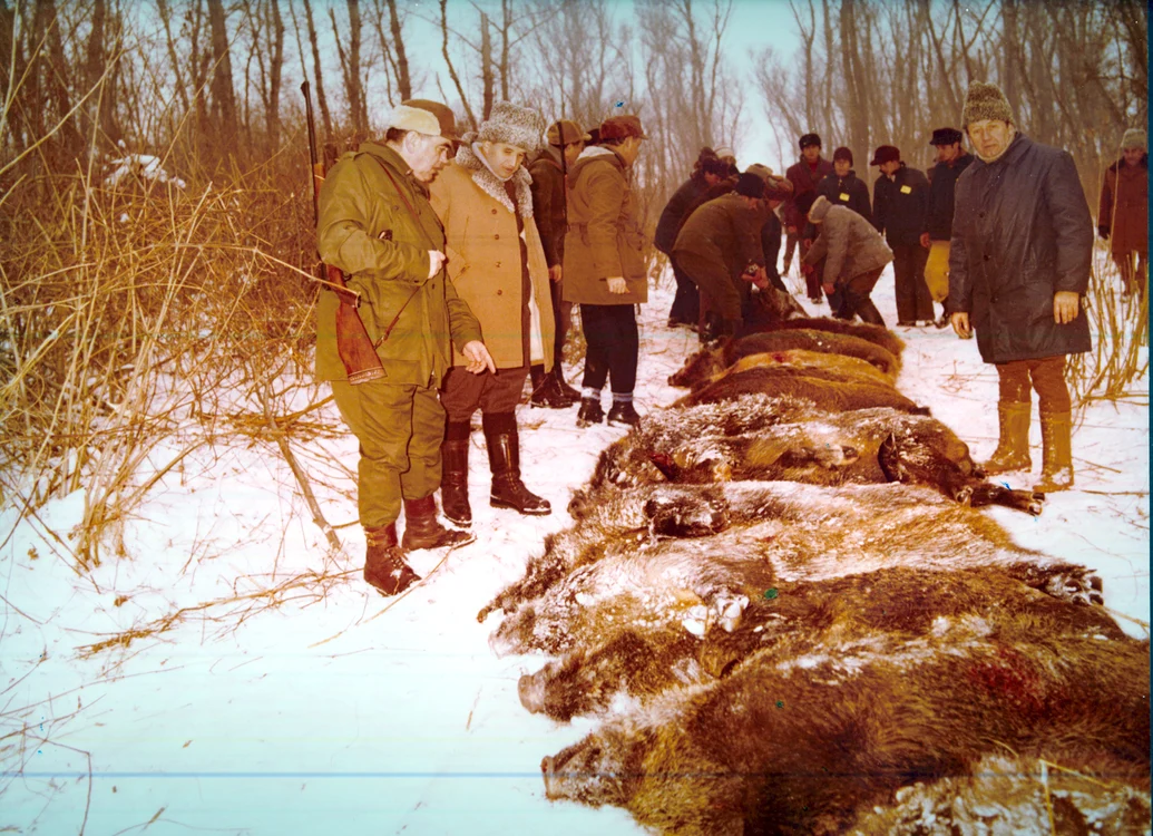 Aflând, probabil, că vânătoarea e supranumită „sportul regilor”, chiar și în 1981, ca în imagine, Ceaușescu era ahtiat de trofee de animale cât mai valoroase și mai numeroase