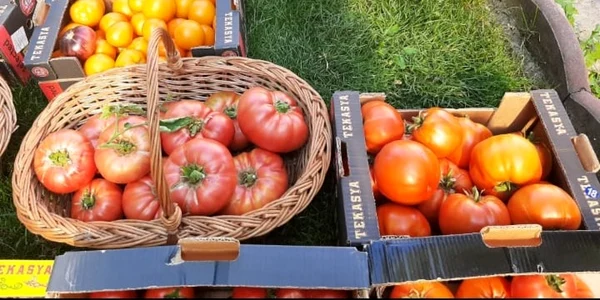 veronica gogot cultivă legume magice - foto arhiva personală