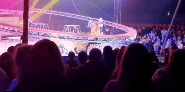 tigru gif gif