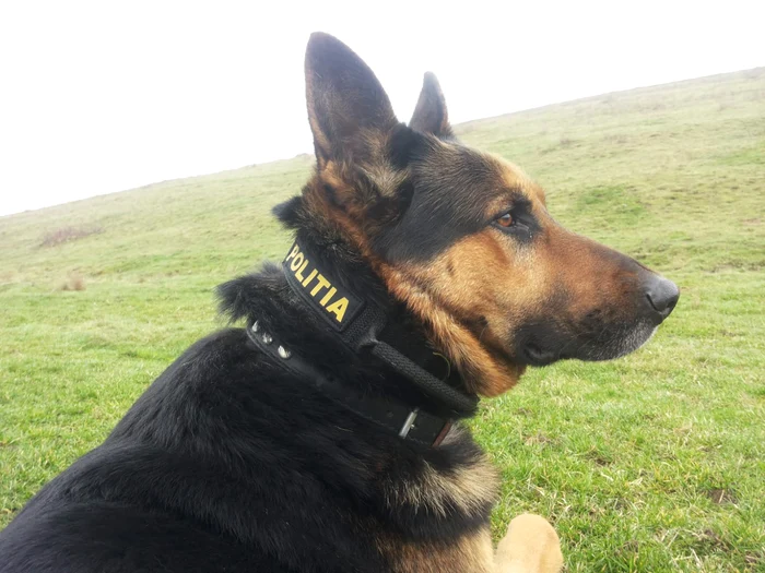 Rex s-a aflat în slujba statului timp de opt aniFotografii: IPJ Brăila