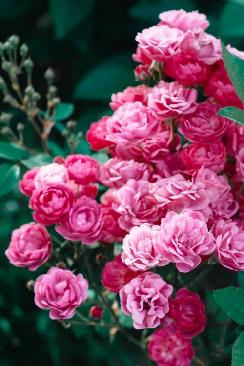 ZEPHIRINE DROUHIN 696x1044 jpg