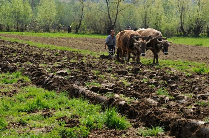 Prima ieșire la arat are rol simbolic FOTO Felician Săteanu