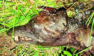 CLIIMA20100719 0108 1 jpeg