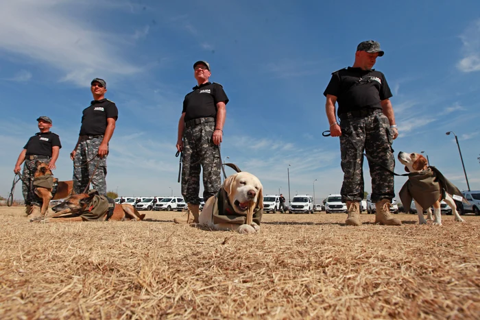 Câinii pensionari s-au delectat după ceremonie cu oasele primite în dar 